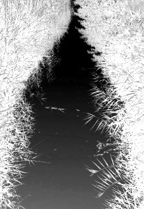 Reeds by a stream in Holma - bw - inverted