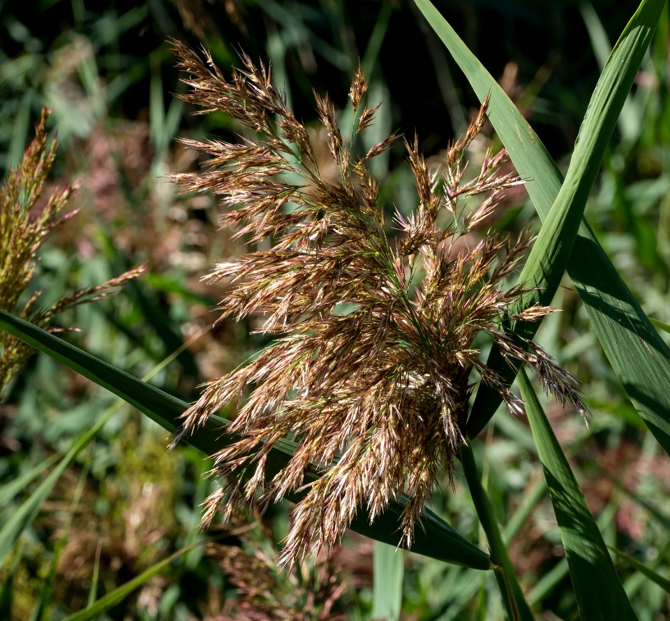 Reed panicle at Brodalen 2