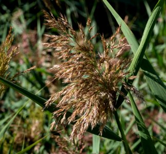 Reed panicle at Brodalen 2