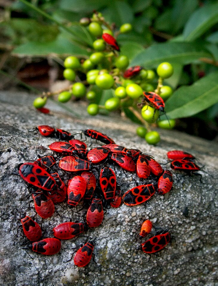 Smith wingless macro red