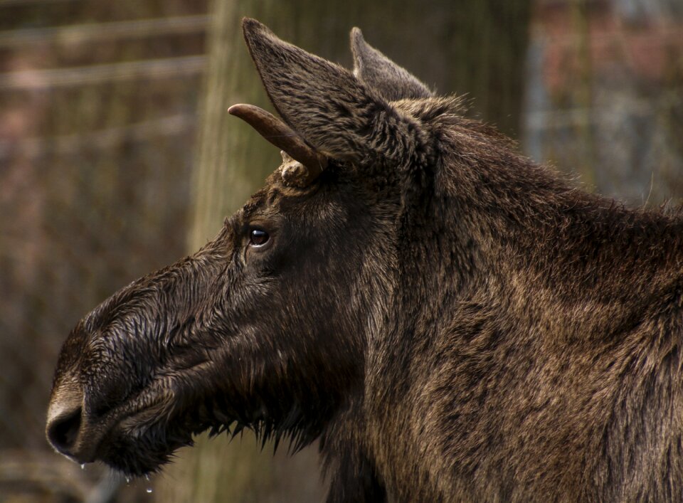Wild animal mammal enclosure