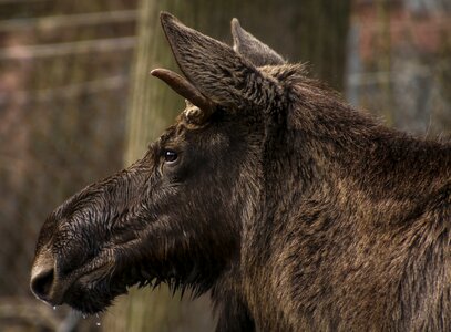 Wild animal mammal enclosure