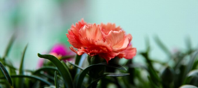 Flower a balcony pink