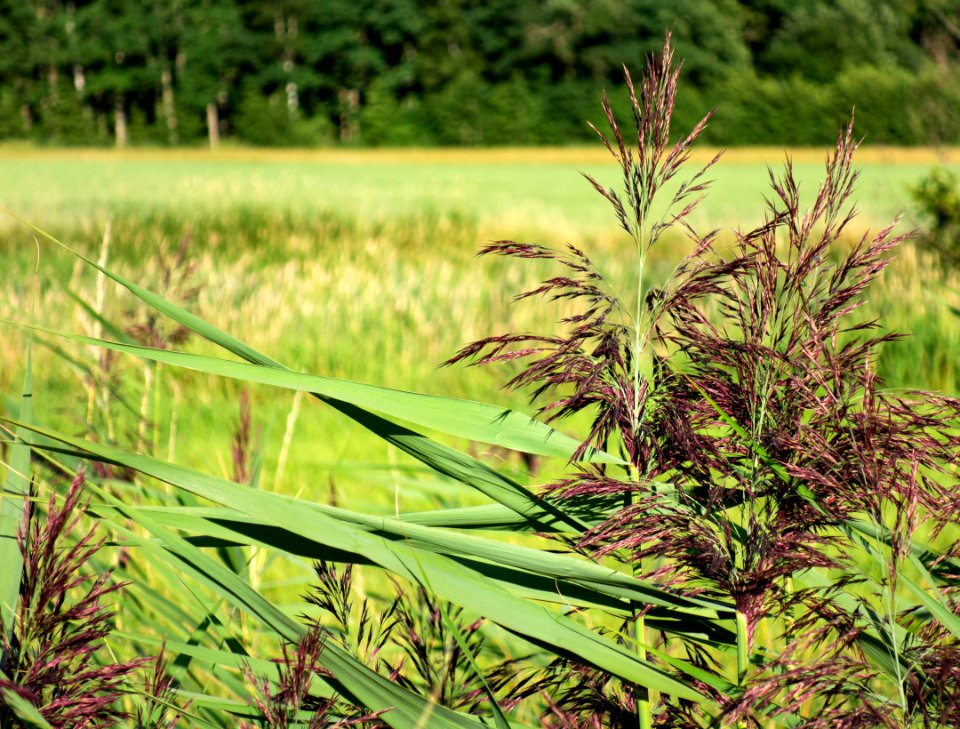 Reed panicles and leaves in Holma 1