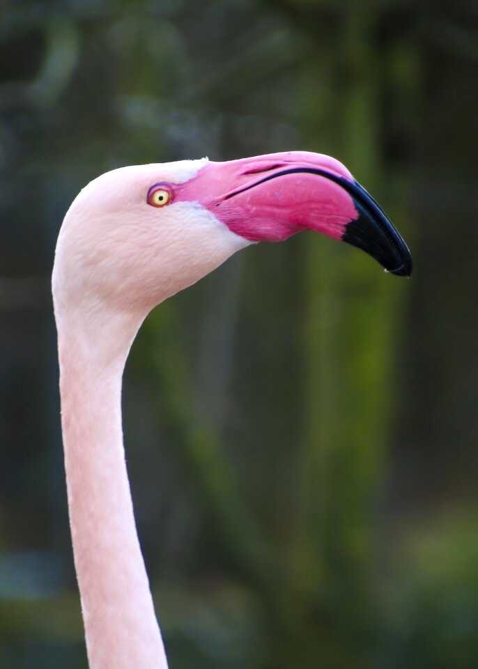 Bill pink nature