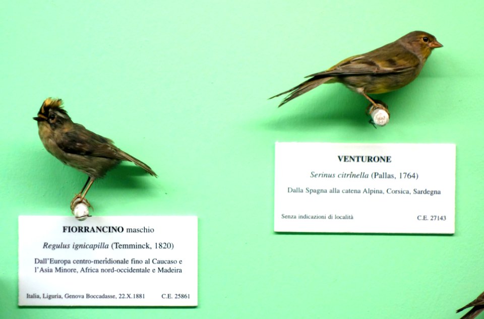 Regulus ignicapilla (male) and Carduelis citrinella (Serinus citrinella) - Museo Civico di Storia Naturale Giacomo Doria - Genoa, Italy - DSC03083