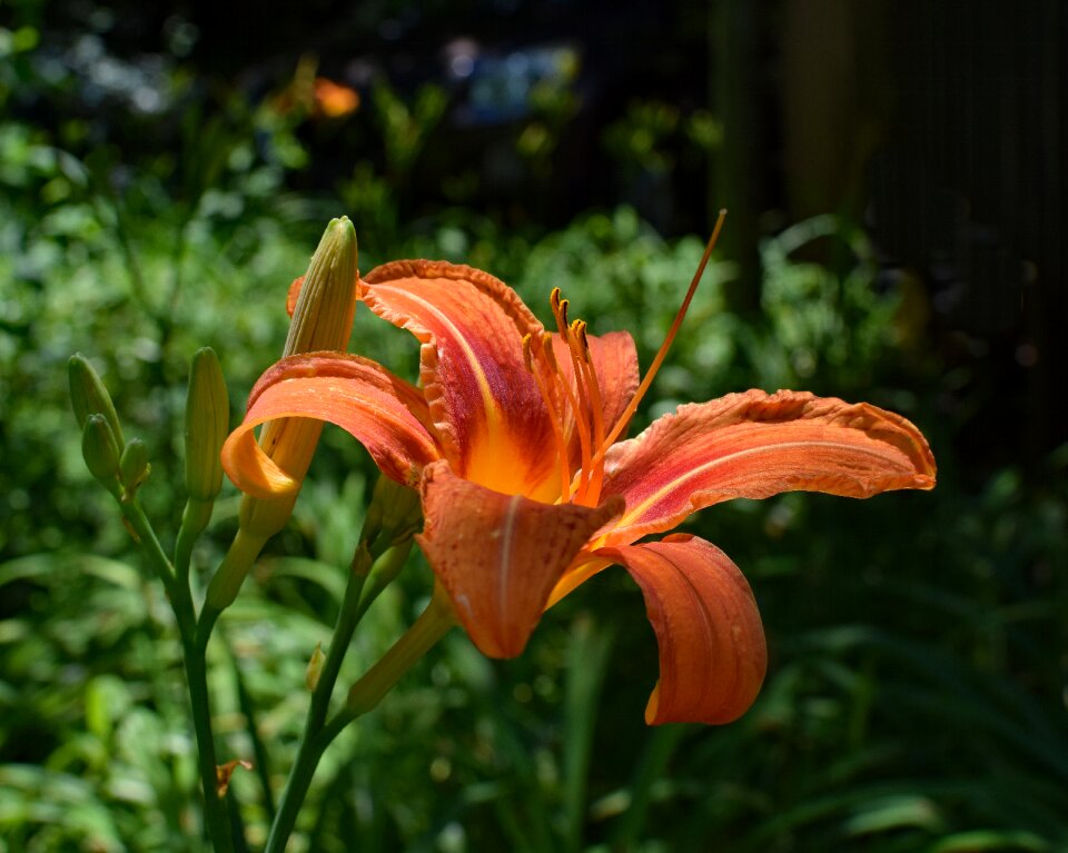 Flower blossom bloom garden