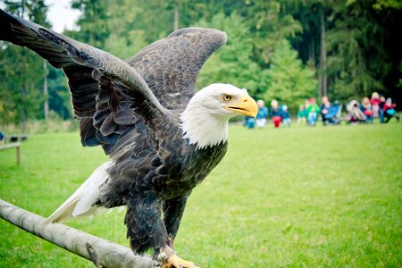 Bird white tailed eagle close up