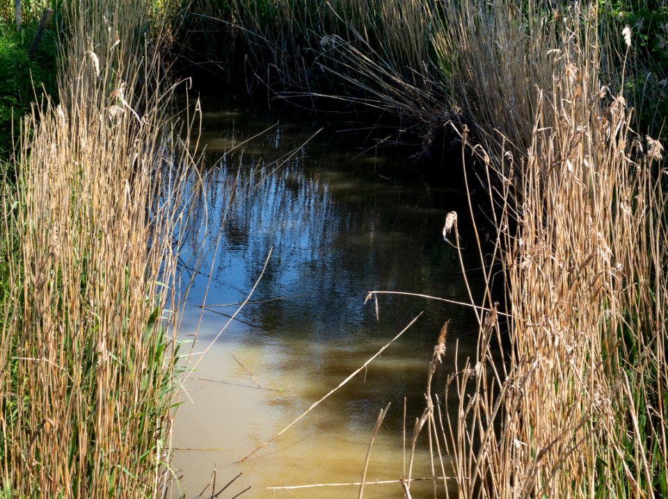 Reeds along Broälven Nature Reserve