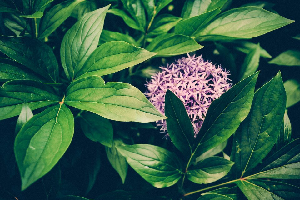 Garden green nature