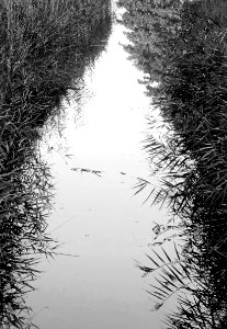 Reeds by a stream in Holma - bw