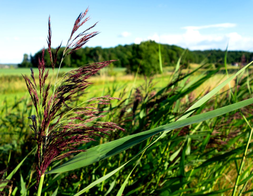 Reed panicle in Holma 5
