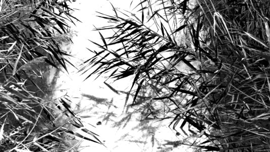 Reeds over a stream in Holma - bw