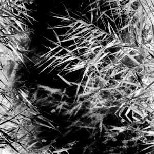 Reeds over a stream in Holma - bw - inverted