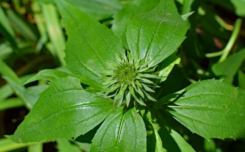 Medicinal garden summer photo