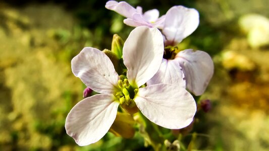 Cavo greko wild flower flora