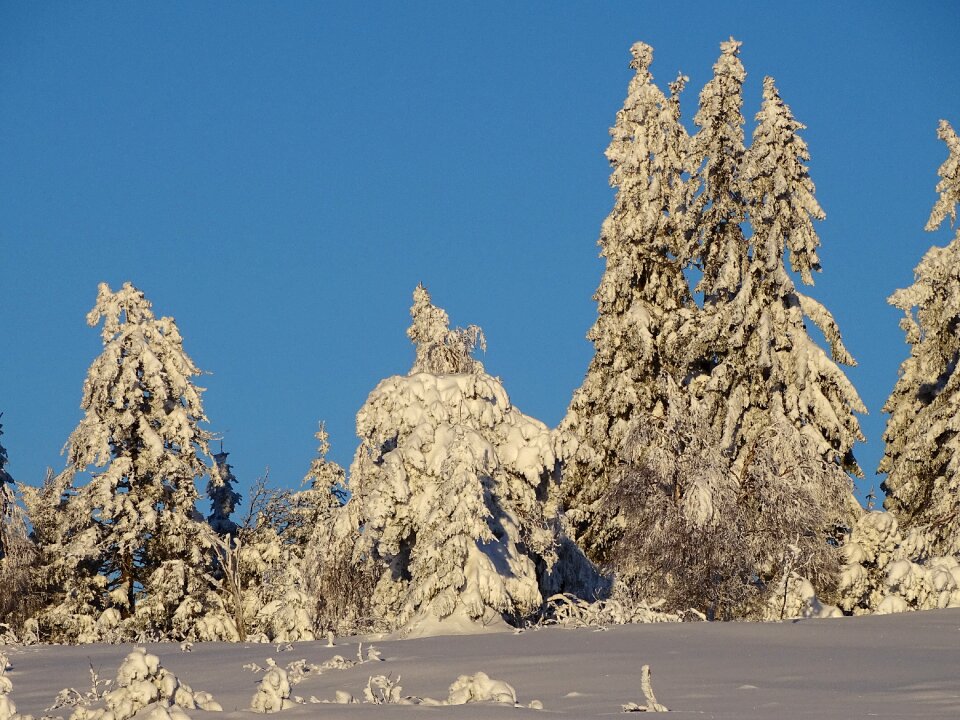 Wintry nature snowy