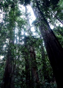Redwood trees standing straight up at Portola Redwoods State Park photo