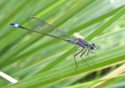 Nature insect pond