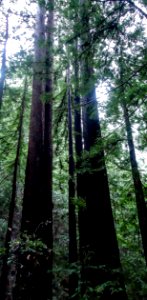 Redwood trees in Portola Redwoods State Park 2 photo