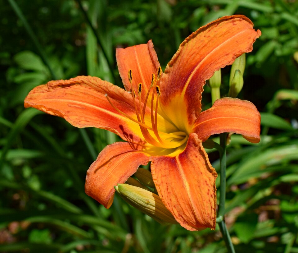 Bud flower blossom