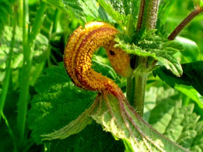 Puccinia urticata (Nettle Clustercup Rust fungus) induced gall on Urtica sp. (Nettle) Arnhem, the Netherlands photo