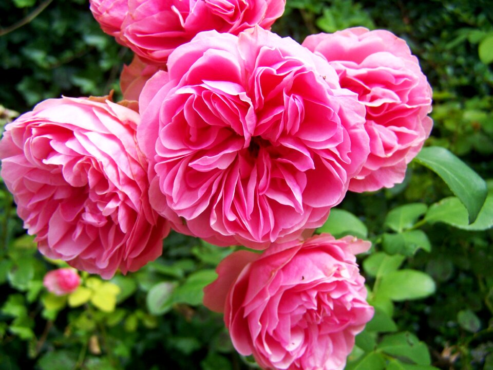 Rose pink flowering inflorescence