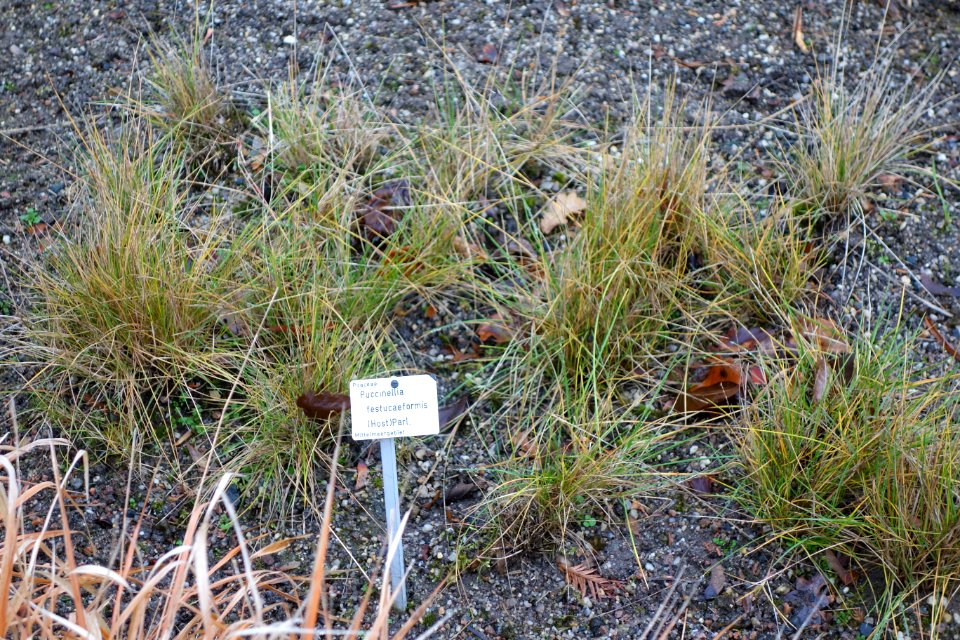 Puccinellia festuciformis - Botanischer Garten, Dresden, Germany - DSC08726