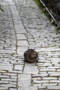 Close street kitty
