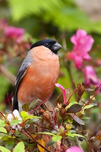 Bird nature bullfinch