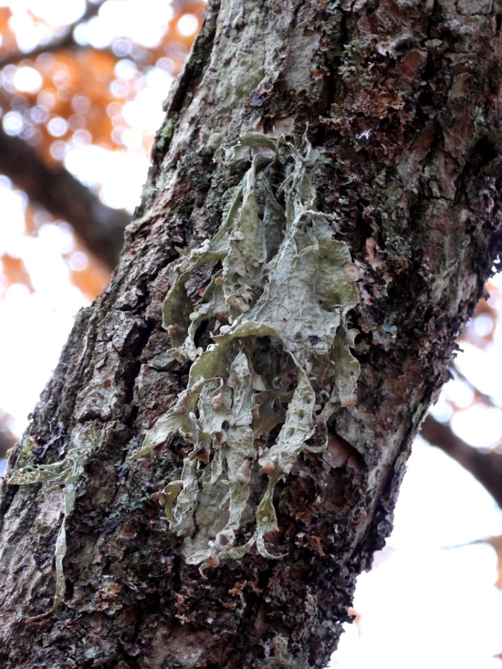 Ramalina fraxinea 102640392
