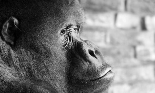 Ape monkey imposing