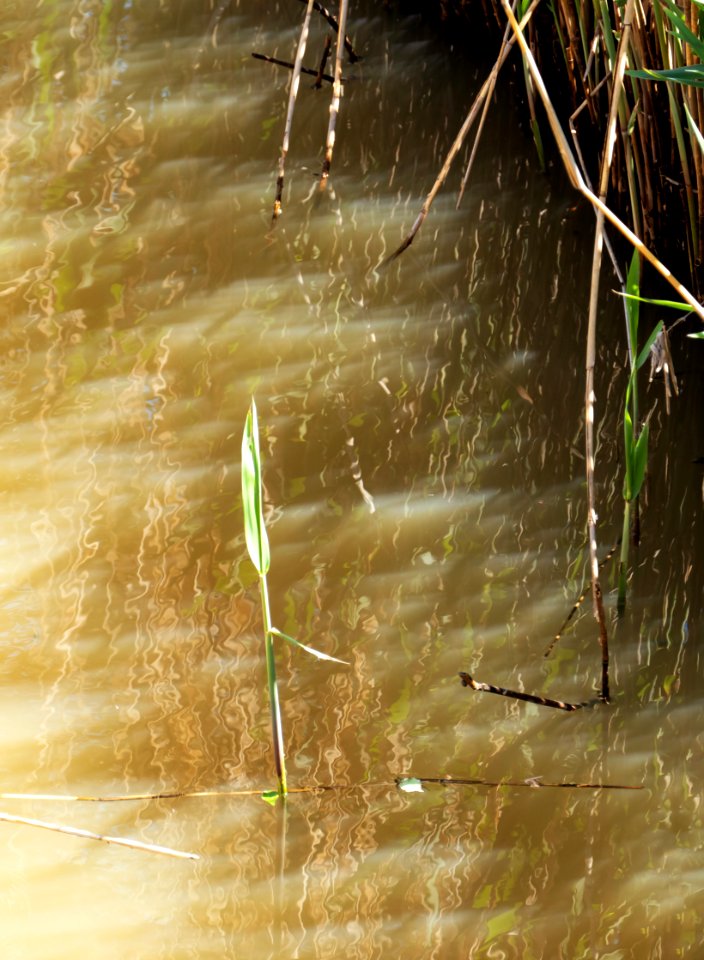 Reed sprout in Broälven Nature Reserve