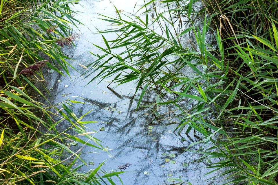 Reeds over a stream in Holma
