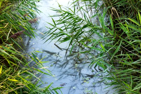 Reeds over a stream in Holma