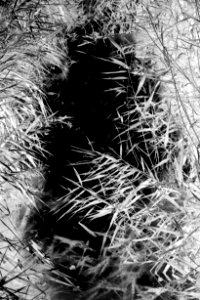 Reeds framing a small stream in Holma - bw - inverted