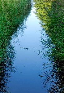 Reeds by a stream in Holma