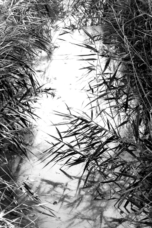 Reeds framing a small stream in Holma - bw