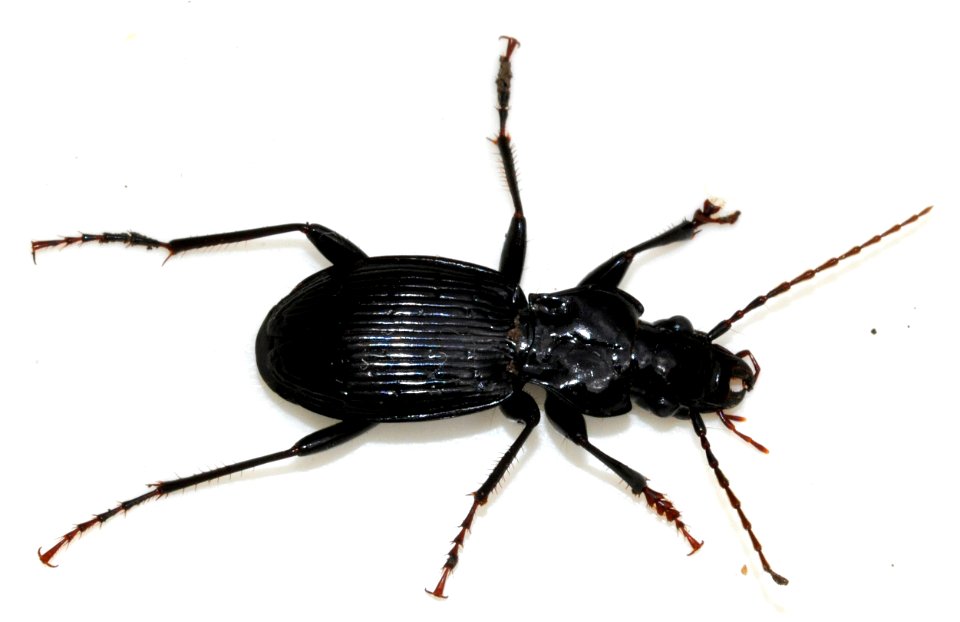 Pterostichus-fasciatopunctatus-05-fws
