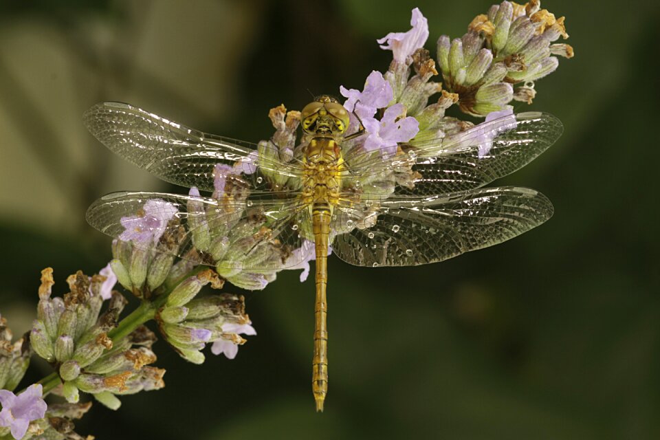 Dragonfly nature insect