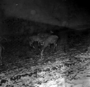 Reeën op de voederplaats bij de boswachterij Ihrige, post wingeshausen, Bestanddeelnr 254-3443