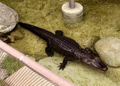 Reggie the alligator LA zoo photo