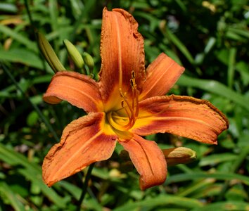 Newly-opened bud flower
