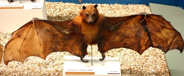 Pteropus melanotus (Pteropus niadicus) - Museo Civico di Storia Naturale Giacomo Doria - Genoa, Italy - DSC02569