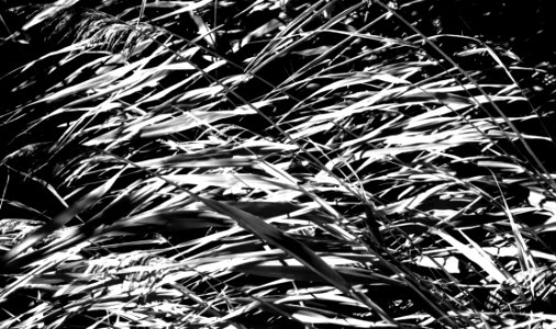 Reeds in Holma 1 - bw