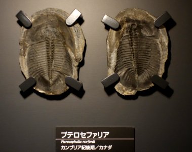 Pterocephalia norfordi - National Museum of Nature and Science, Tokyo - DSC07743
