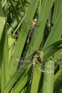 Nature insect pond