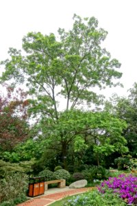 Pterocarya stenoptera - Chengdu Botanical Garden - Chengdu, China - DSC03699