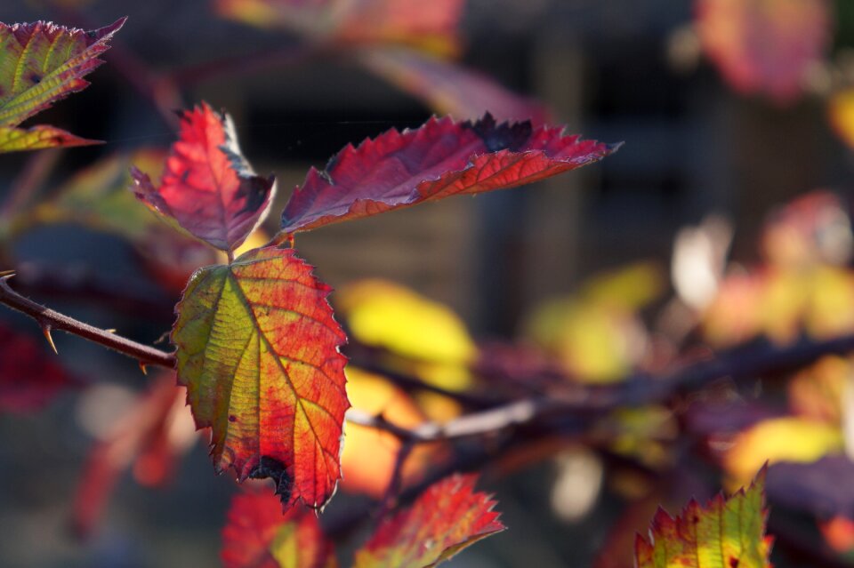 Red nature autumn