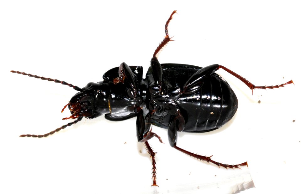 Pterostichus-burmeisteri-14-fws